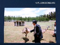 藏品(林宗源餵食鴕鳥)的圖片