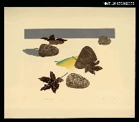 藏品(秋午)的圖片