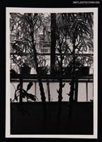 藏品(周鼎居家一景（植栽）)的圖片