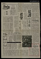 藏品(金黃小米高高掛山坡（4）)的圖片