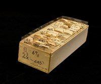 藏品(紙卡)的圖片