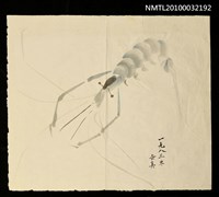 藏品(蝦)的圖片