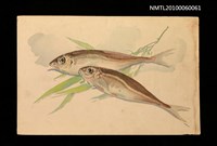藏品(葉炳輝水彩畫—雙魚寫生)的圖片