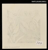藏品(藏書票—春蘭（Orchid/Syunran）)的圖片