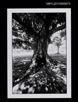 藏品(馬森（獨照）)的圖片