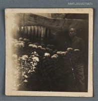 藏品(詹作舟與菊花)的圖片