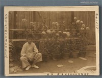 藏品(己巳年秋日攝於永靖庄生春醫院的菊花)的圖片