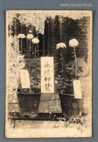 藏品(詹作舟栽種之菊花（永靖初農 黃金台）)的圖片