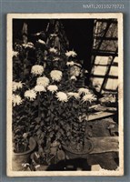 藏品(詹作舟栽種的菊花（潛園秋色）)的圖片