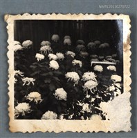 藏品(詹作舟栽種的菊花)的圖片