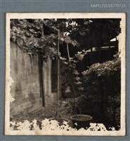 藏品(詹作舟栽種的葡萄)的圖片