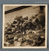 藏品(詹作舟栽種的葡萄)的圖片