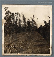 藏品(詹作舟果菜園照片)的圖片