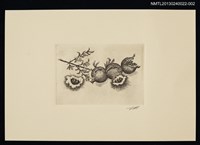 藏品(藏書票—多子多孫)的圖片