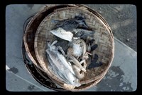 藏品(李雙澤幻燈片-菲律賓47)的圖片