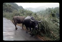 藏品(李雙澤幻燈片-菲律賓130)的圖片