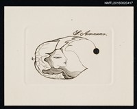 藏品(藏書票—花萼女)的圖片