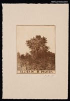 藏品(藏書票—樹林)的圖片