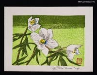 藏品(藏書票—セツブンソウ（節分草）)的圖片