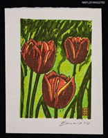 藏品(藏書票—チューリップ（鬱金香）)的圖片