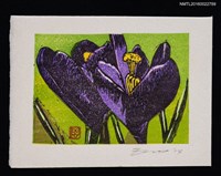 藏品(藏書票—クロッカス（番紅花）)的圖片