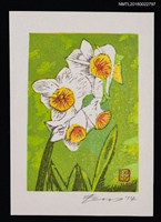 藏品(藏書票—スイセン（水仙）)的圖片