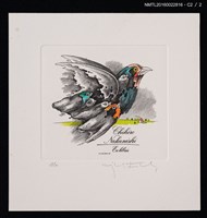 藏品(藏書票—彩頭鳥)的圖片