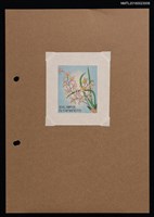 藏品(藏書票—羽葉蘭)的圖片
