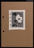 藏品(藏書票—白木槿)的圖片