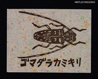 藏品(藏書票—ゴマダラカミキリ （星天牛）)的圖片