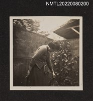 藏品(1名婦女於庭院整理草木側拍)的圖片