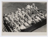 藏品(魚)的圖片