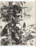 藏品(女子肖像)的圖片