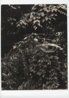 藏品(植物)的圖片