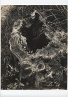 藏品(植物)的圖片