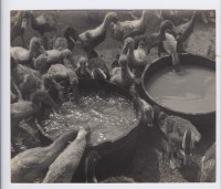 藏品(鴨群)的圖片