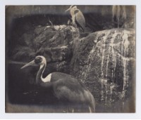 藏品(鳥)的圖片