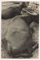 藏品(水牛)的圖片