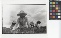 藏品(採茶婦女)的圖片