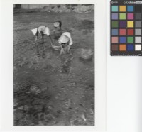 藏品(插秧)的圖片