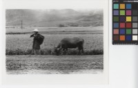 藏品(農田一景)的圖片