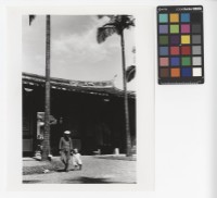 藏品(植物園)的圖片