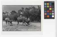 藏品(放牛)的圖片