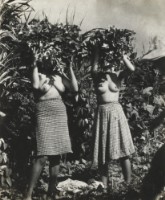 藏品(〈採地瓜葉〉)的圖片