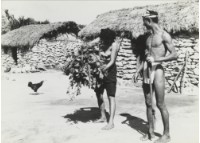 藏品(〈地瓜葉與雞〉)的圖片