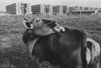 藏品(〈新開發地〉)的圖片