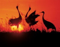 藏品(〈丹頂鶴〉)的圖片