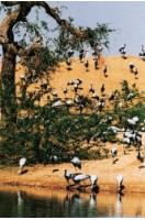 藏品(〈鶴系列〉)的圖片