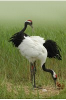 藏品(〈鶴系列〉)的圖片