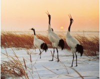 藏品(〈丹頂鶴〉)的圖片